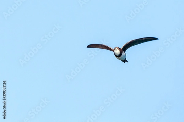 Obraz Alpine Swift, Apus melba