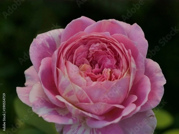 Obraz クロードモネ