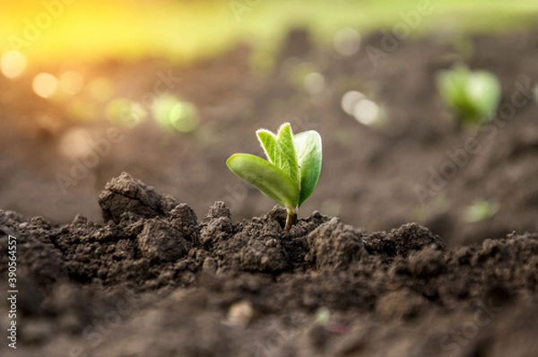 Fototapeta A delicate fragile soybean sprout in the field stretches towards the sun. Agricultural crops in the open field. Selective focus.
