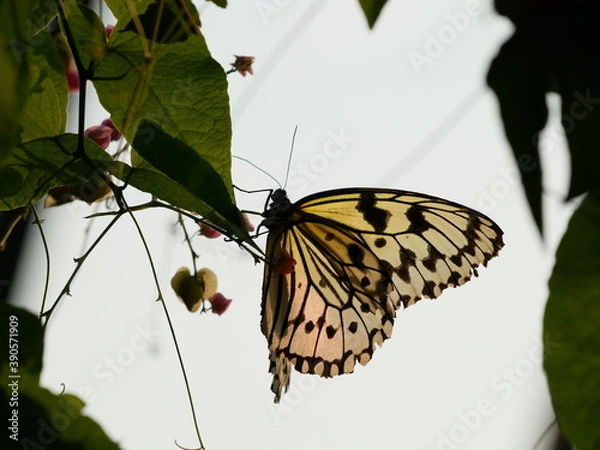 Obraz オオゴマダラ