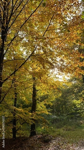 Obraz Forest in autumn