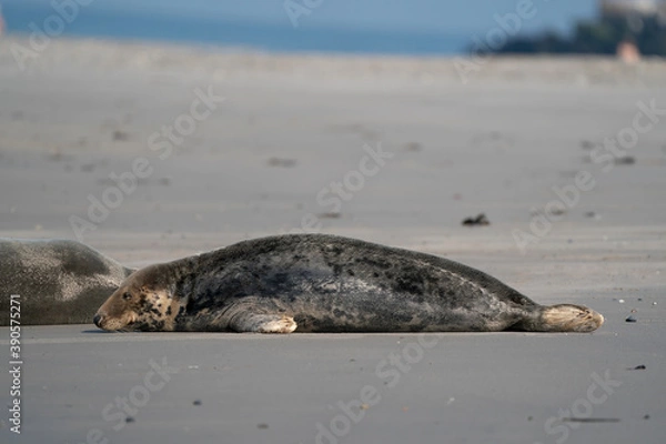 Fototapeta Funny lazy seals on the sandy beach of Dune, Germany