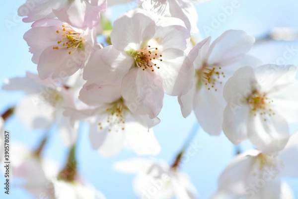 Fototapeta さくら