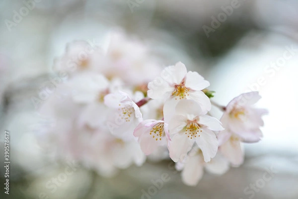 Fototapeta さくら