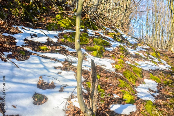 Fototapeta forest pods