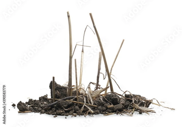 Fototapeta Wheat stubble in soil, mowed and harvested crops, grains with dirt isolated on white background