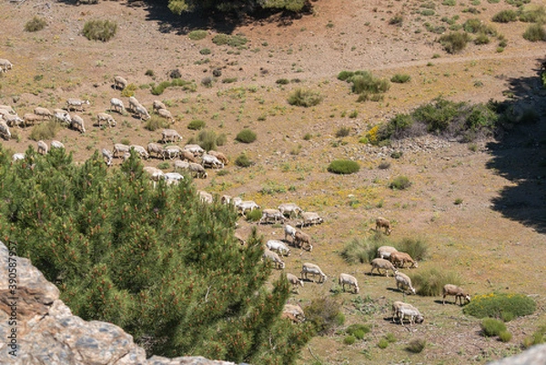 Obraz sheep grazing in Sierra Nevada