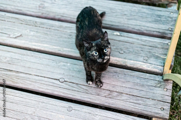 Fototapeta A cat that walks by itself