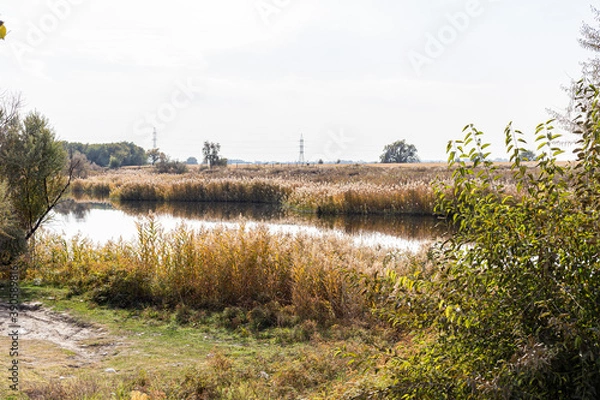 Fototapeta Lake, reeds and wild ducks