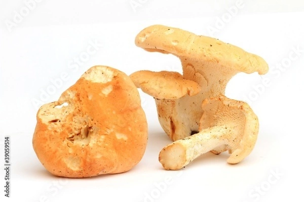 Obraz Pieds de moutons