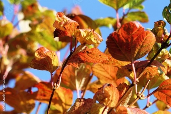 Fototapeta Herbstlaub