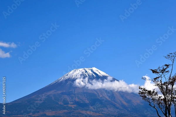 Fototapeta 朝霧高原から見える秋の富士山