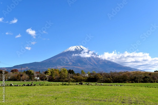 Fototapeta 朝霧高原から見える秋の富士山