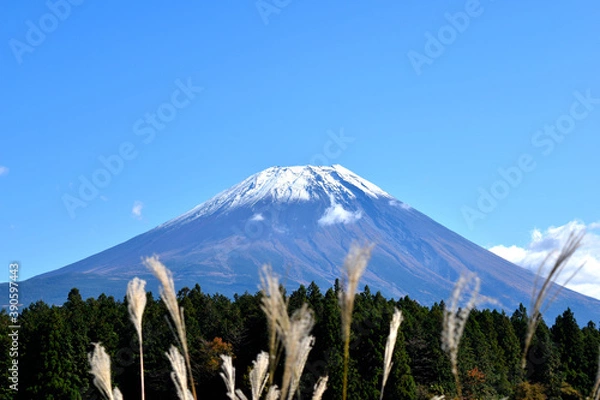 Fototapeta 朝霧高原から見える秋の富士山