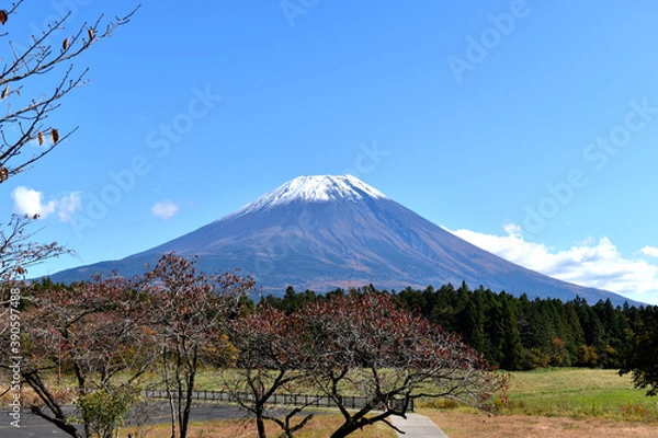 Fototapeta 朝霧高原から見える秋の富士山