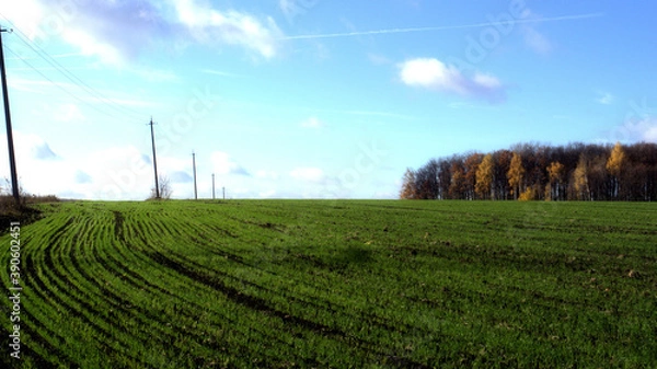 Fototapeta vineyard in spring