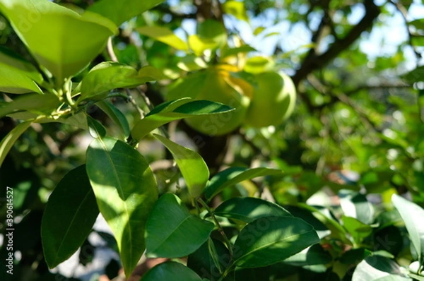 Fototapeta leaves on a tree