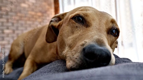 Fototapeta Dachshund laying on couch