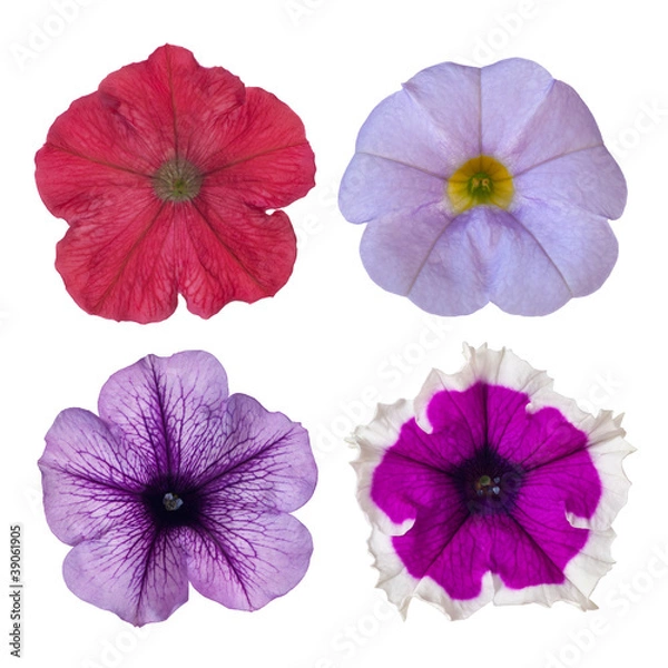 Obraz four petunias