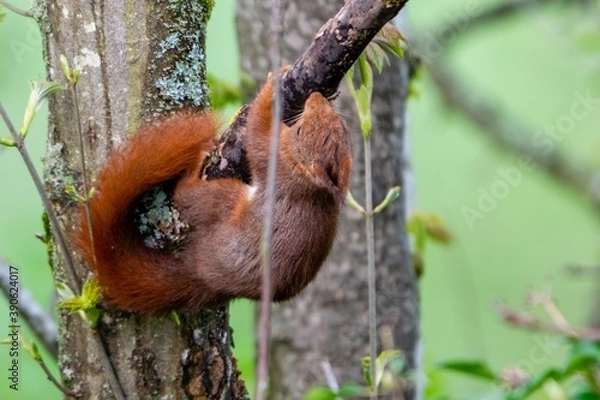 Fototapeta portrait of red squirrel in the tree