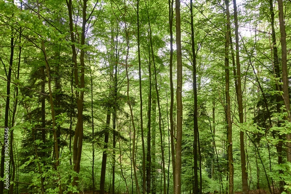 Fototapeta Grüner Wald