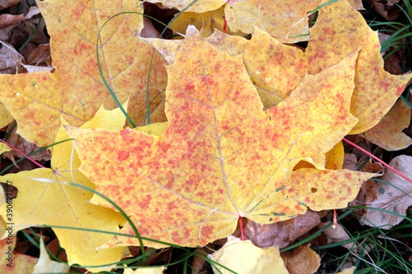 Fototapeta autumn leaves