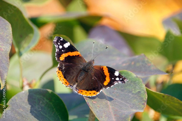 Obraz butterfly on a flower