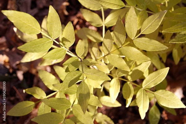 Obraz autumn leaves background