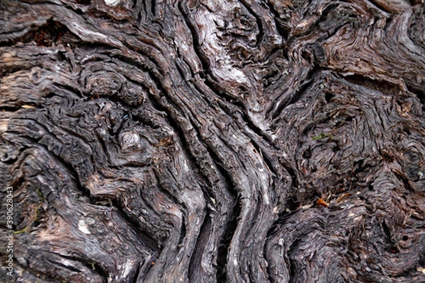 Fototapeta bark of a tree