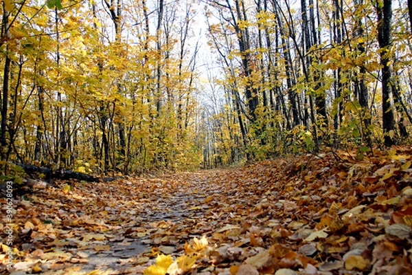 Fototapeta autumn in the woods
