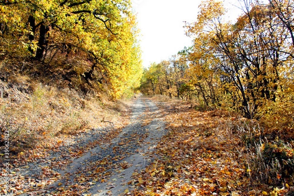 Fototapeta autumn in the forest