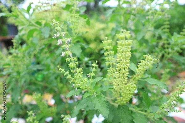Fototapeta Cinnamon basil (Ocimum basilicum) leaves and flowers, Thai Basil in the garden