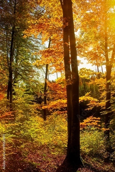 Obraz leuchtender Herbst