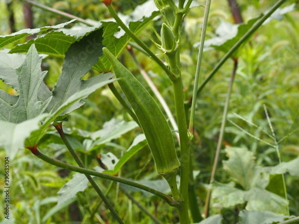 Fototapeta 夏の畑に実ったオクラ