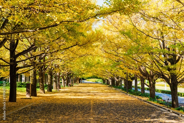 Fototapeta 色づくイチョウの並木道