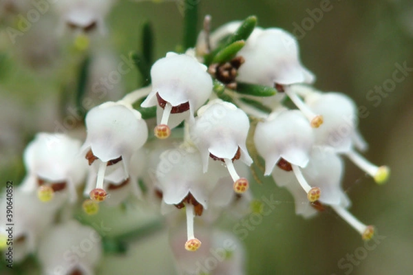 Obraz Tree Heath (Erica arborea)