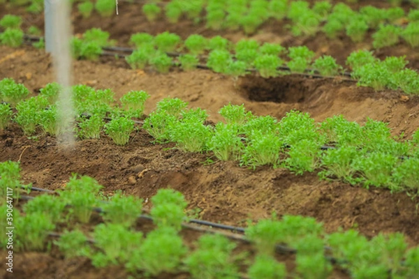 Fototapeta Greenhouse with coriander and fenugreek plant