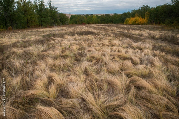 Obraz Wild grasses in a forest meadow at sunset. Beautiful autumn nature background