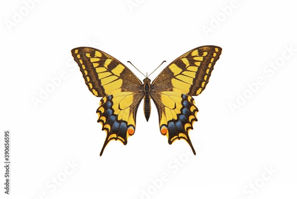 Fototapeta Piękny motyl na białym tle na białym tle.