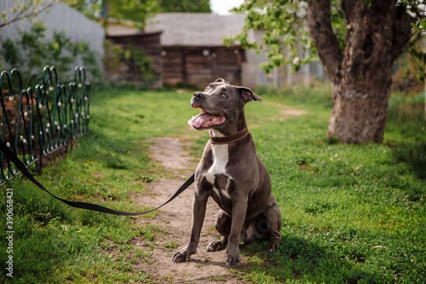 Obraz grey pit bull on green grass