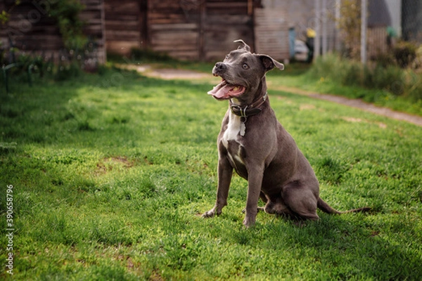 Obraz grey pit bull on green grass