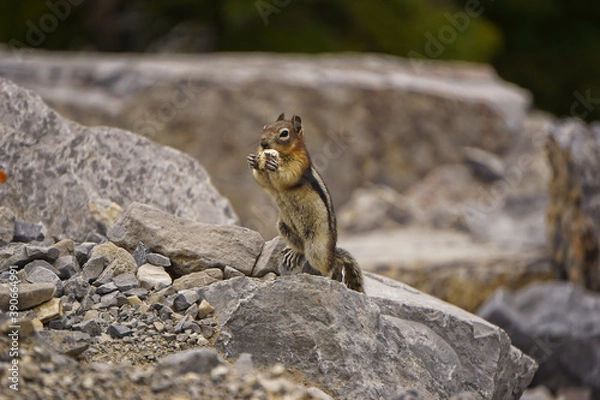Obraz Cute small chipmunk in north America