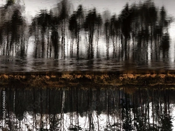Fototapeta Reflections of the trees  in the water
