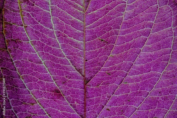 Fototapeta Background of a texture of a purple and green colorful autumn leaf