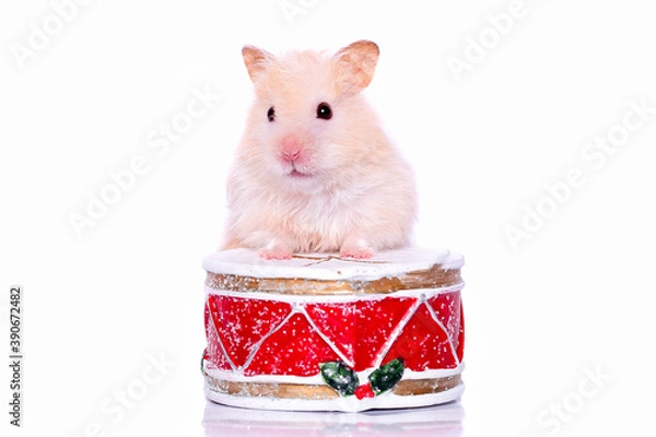 Fototapeta Hamster on Christmas drum on isolated white background