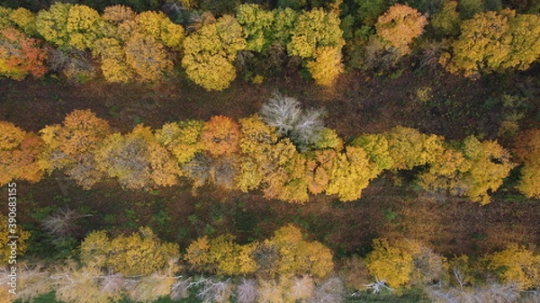Obraz lichen on stone