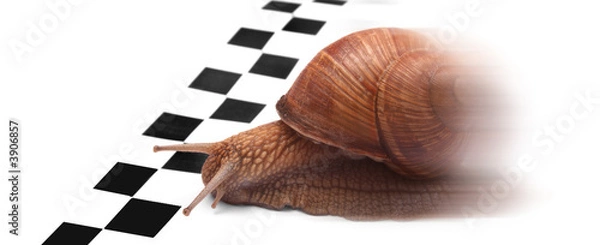 Obraz Snail racing