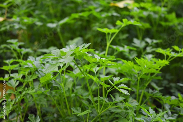 Obraz Delicious and juicy autumn greens, green parsley, parsley beds growing in the garden.