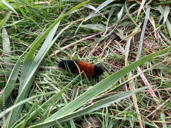 Obraz Catipiller in the grass