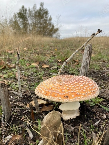 Obraz mushroom in the forest